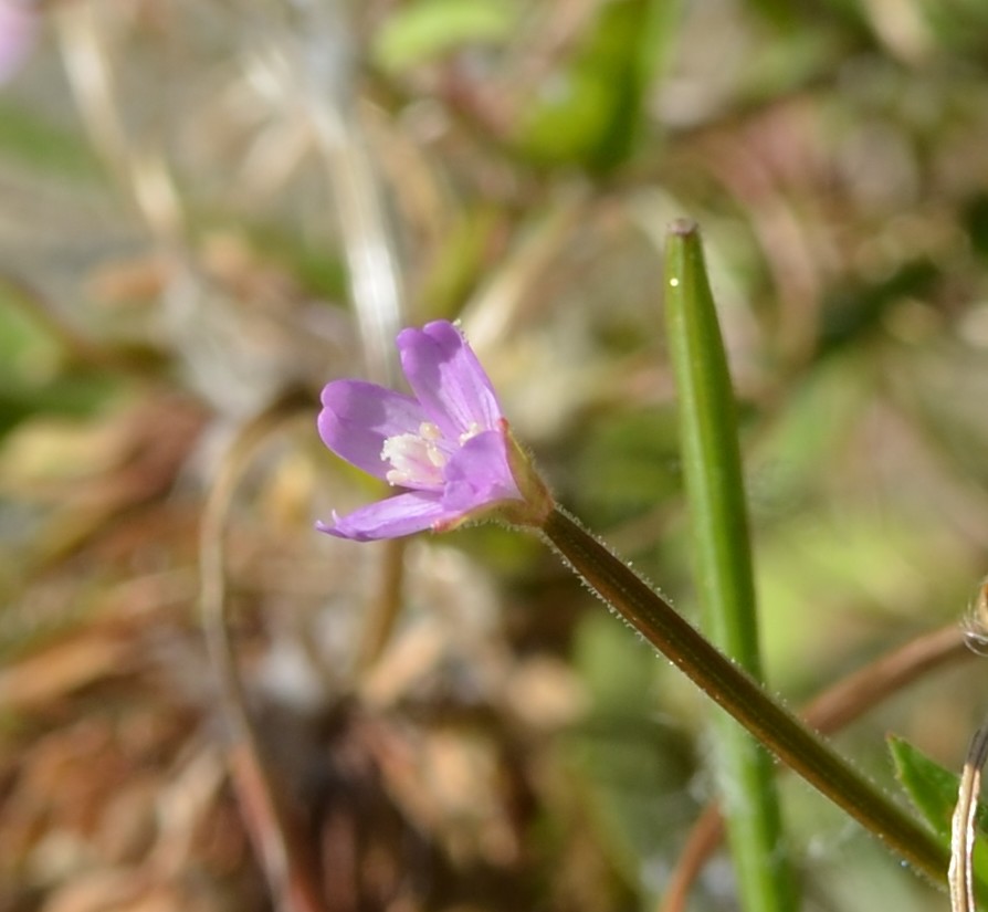 Erba ripariale? Epilobium sp.